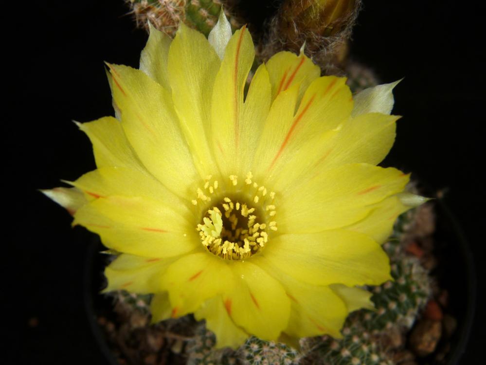 Chamaecereus